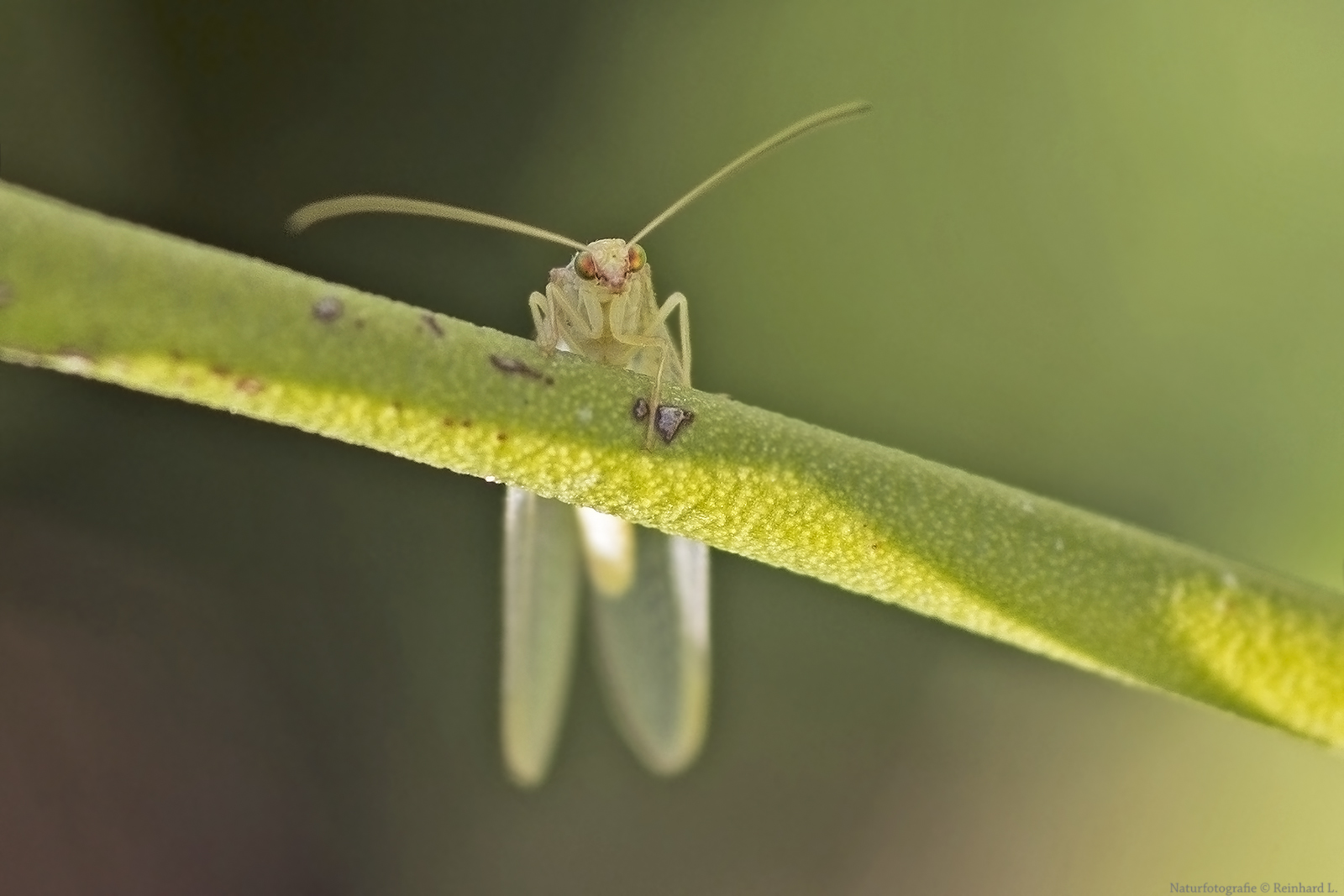 Projekt " Insekten in unserem Garten " : Florfliege