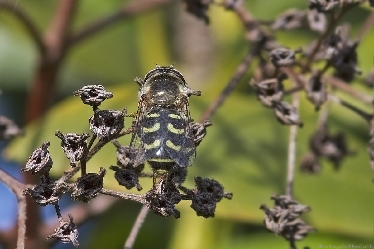  Projekt " Insekten in unserem Garten " :  Frühe Großstirnschwebfliege