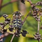  Projekt " Insekten in unserem Garten " :  Frühe Großstirnschwebfliege