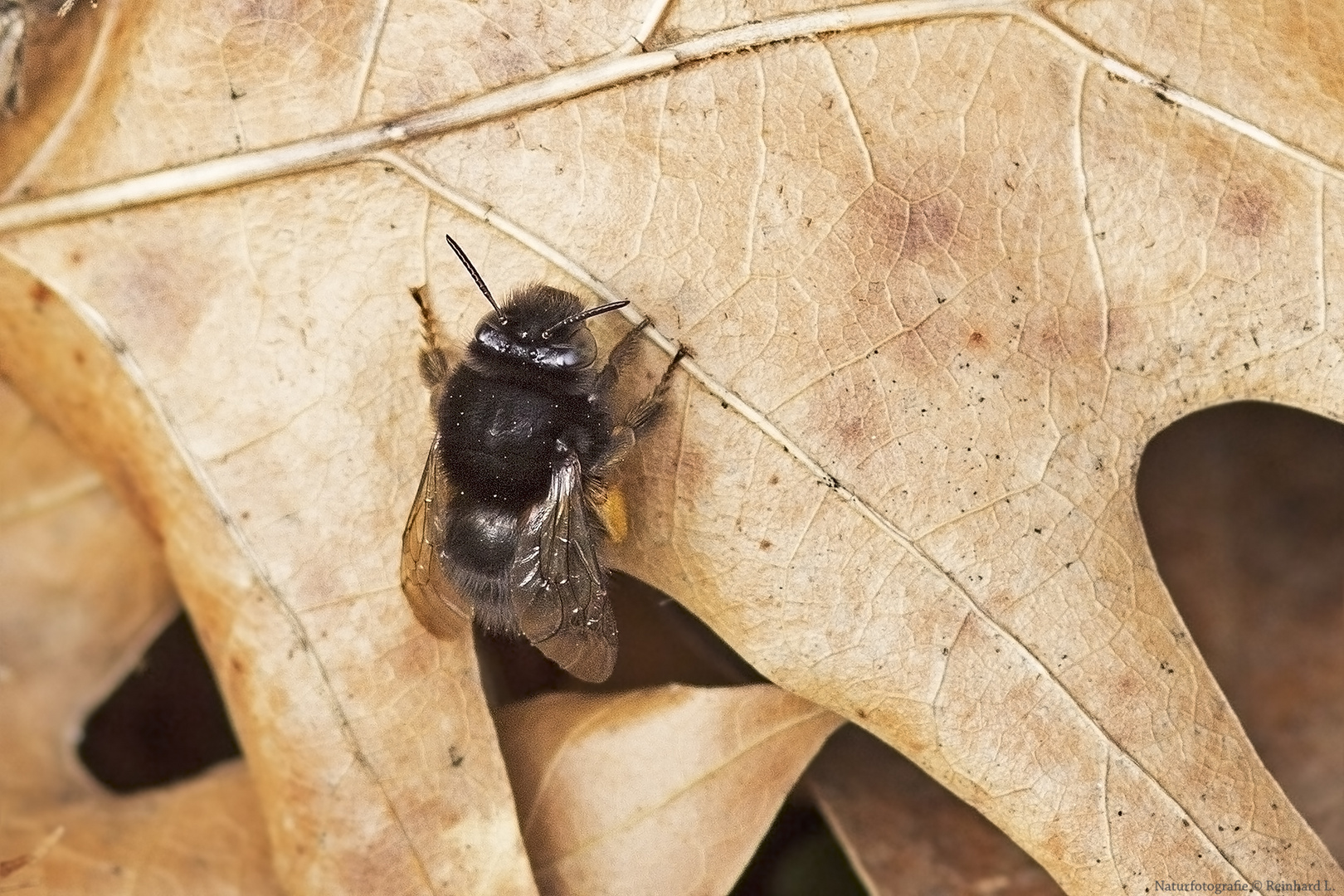 Projekt " Insekten in unserem Garten " :  Frühlings-Pelzbiene