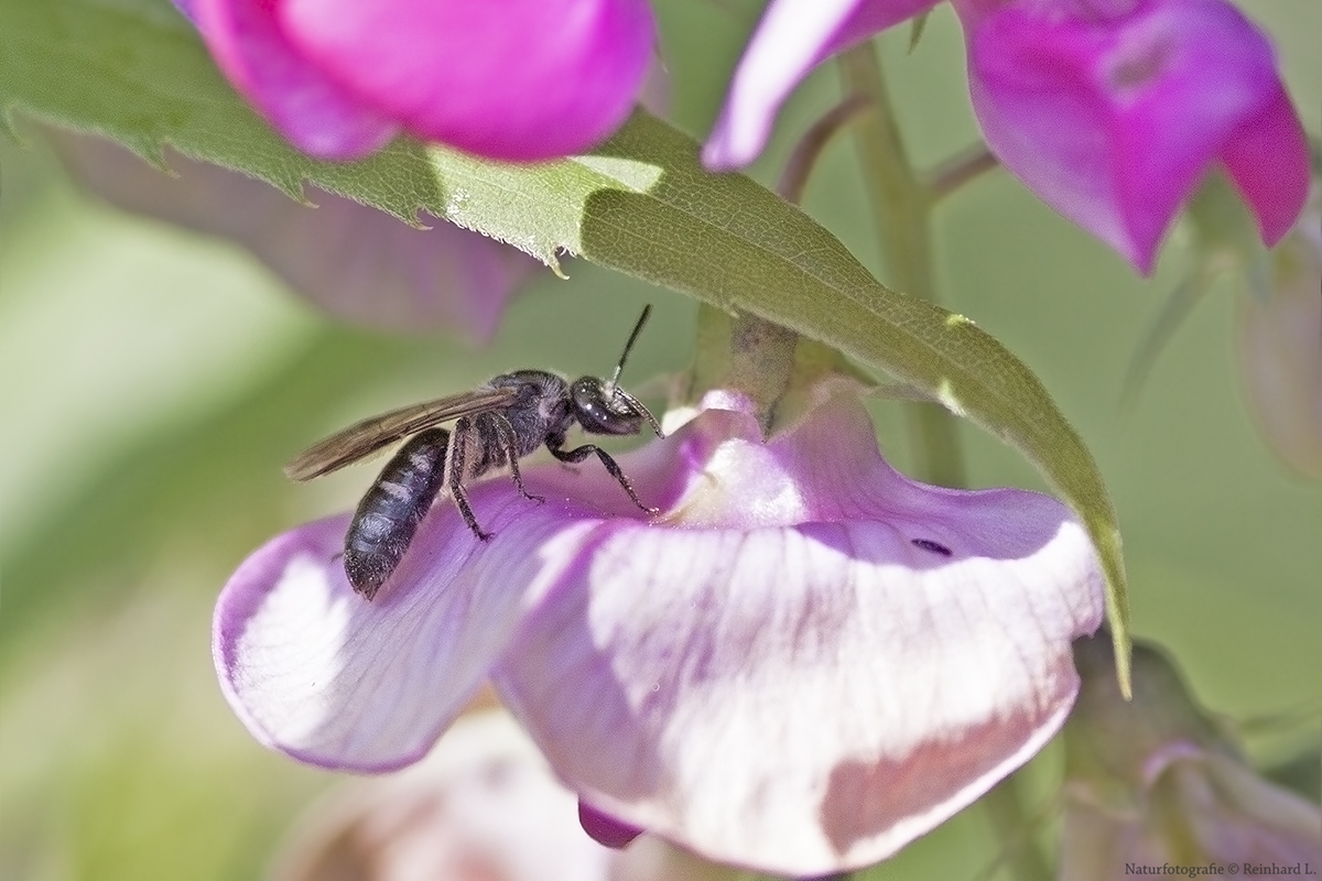  Projekt " Insekten in unserem Garten " : Furchenbiene 