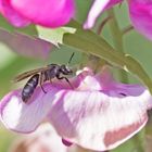  Projekt " Insekten in unserem Garten " : Furchenbiene 