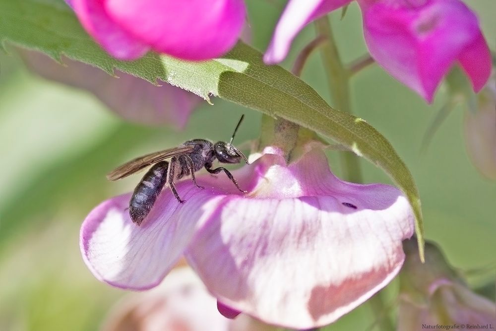 Projekt " Insekten in unserem Garten " Furchenbiene Foto & Bild