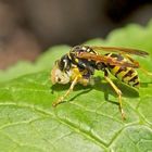 Projekt " Insekten in unserem Garten " : Gallische Feldwespe 