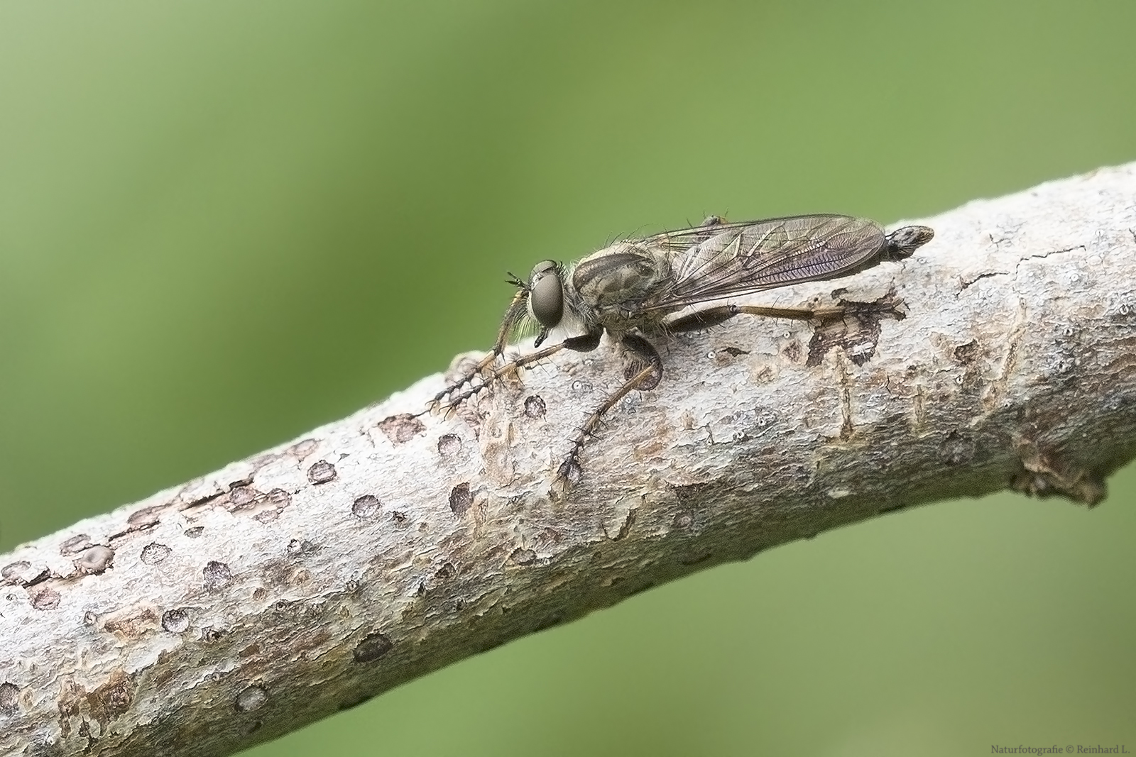 Projekt " Insekten in unserem Garten " GartenRaubfliege Foto & Bild
