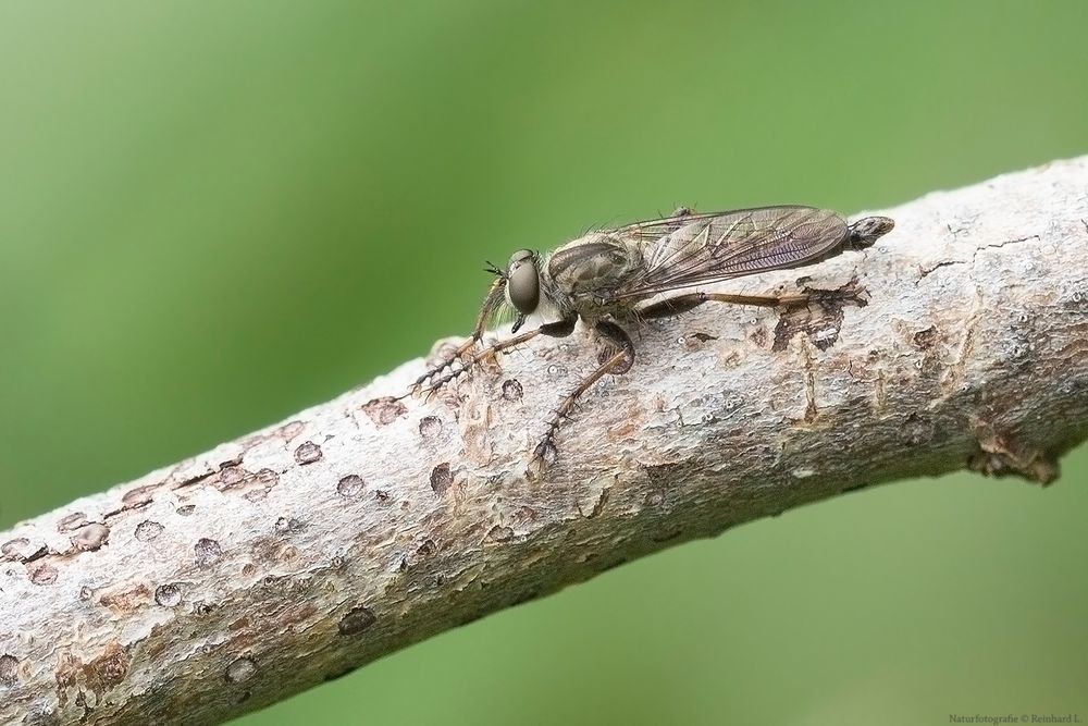 Projekt " Insekten in unserem Garten " GartenRaubfliege