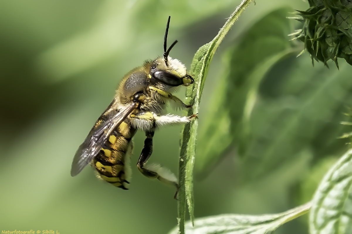 Projekt " Insekten in unserem Garten" Garten-Wollbiene (Anthidium manicatum)