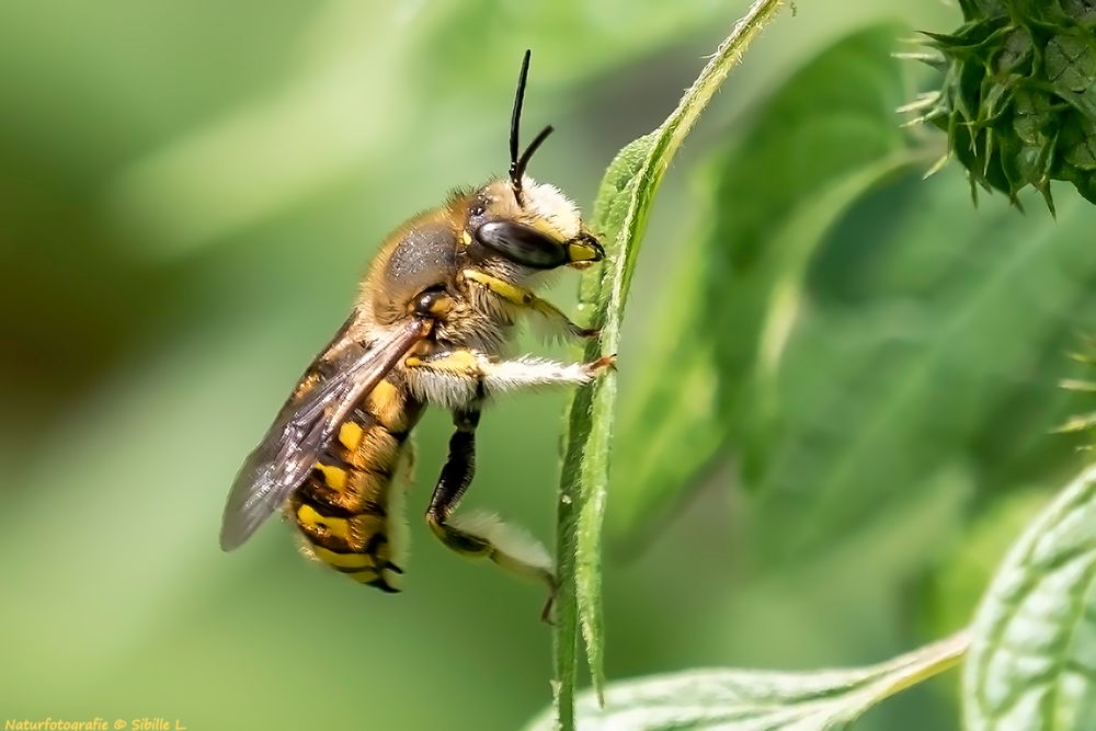 Projekt " Insekten in unserem Garten" GartenWollbiene (Anthidium