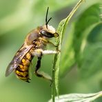 Projekt " Insekten in unserem Garten" Garten-Wollbiene (Anthidium manicatum)