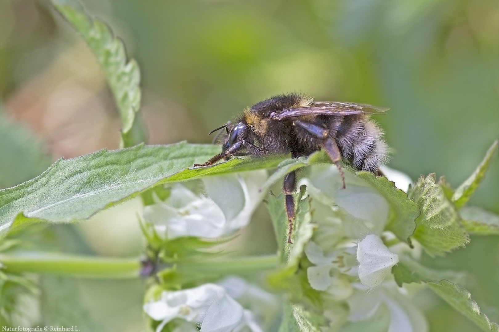 Projekt " Insekten in unserem Garten " :  Gartenhummel