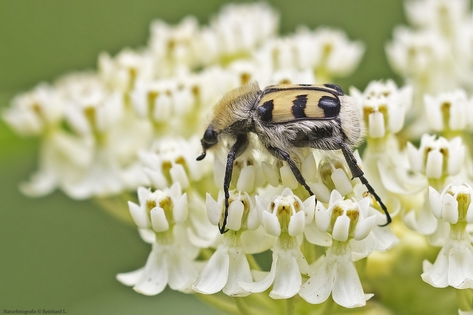 Projekt " Insekten in unserem Garten " : Gebänderter Pinselkäfer