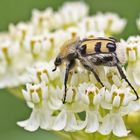 Projekt " Insekten in unserem Garten " : Gebänderter Pinselkäfer