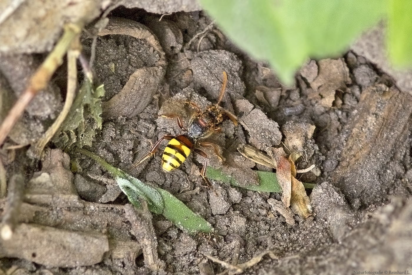 Projekt " Insekten in unserem Garten " Gelbe Wespenbiene
