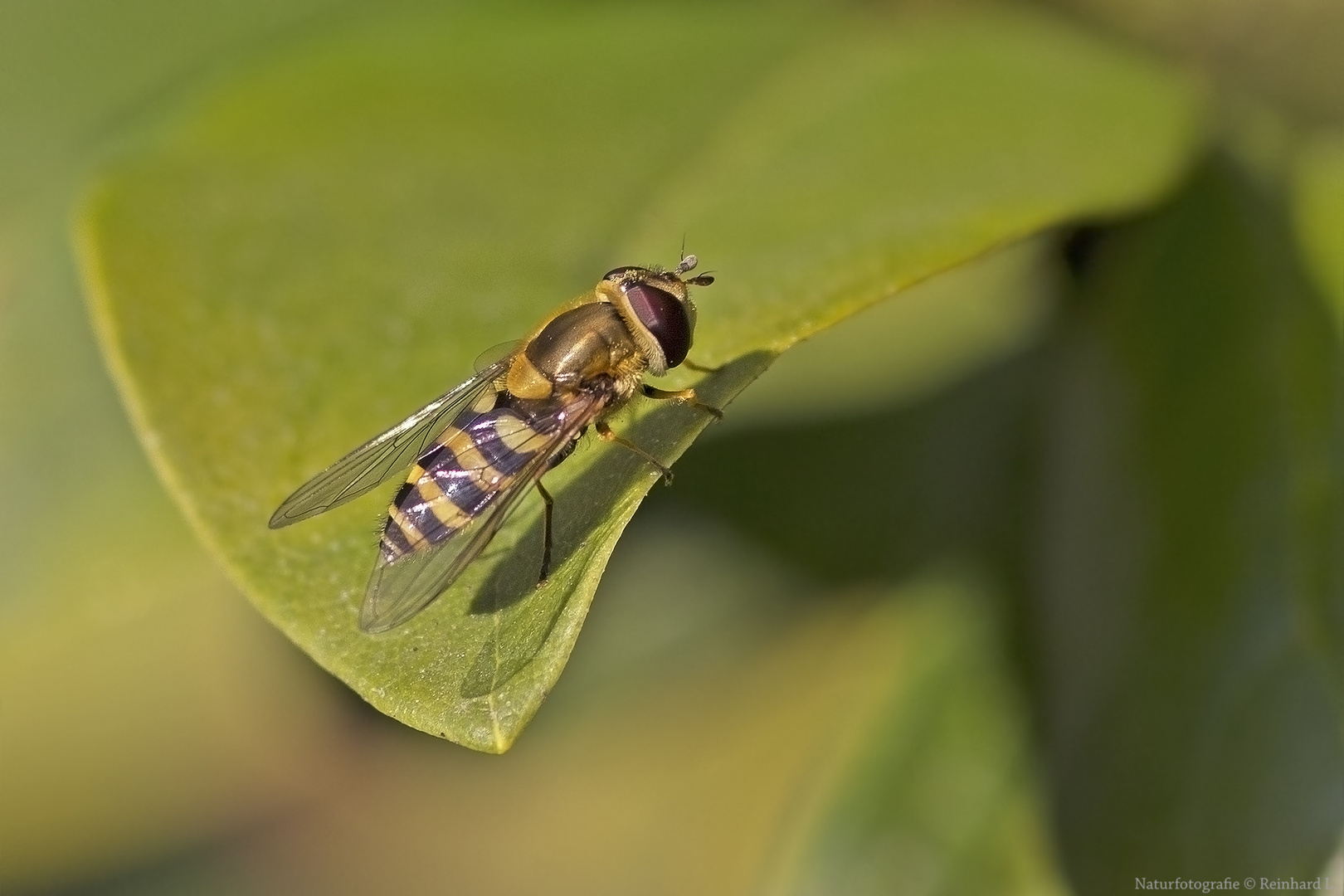  Projekt " Insekten in unserem Garten " : Gemeine Garten-Schwebfliege 