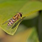  Projekt " Insekten in unserem Garten " : Gemeine Garten-Schwebfliege 