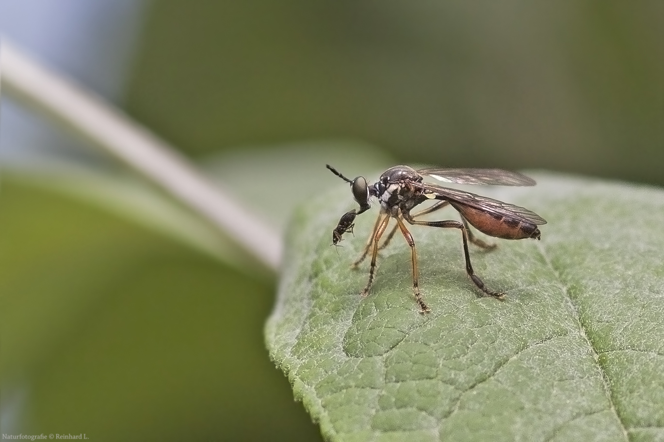 Projekt " Insekten in unserem Garten " : Gemeine Habichtsfliege 