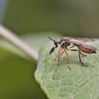 Projekt " Insekten in unserem Garten " : Gemeine Habichtsfliege 