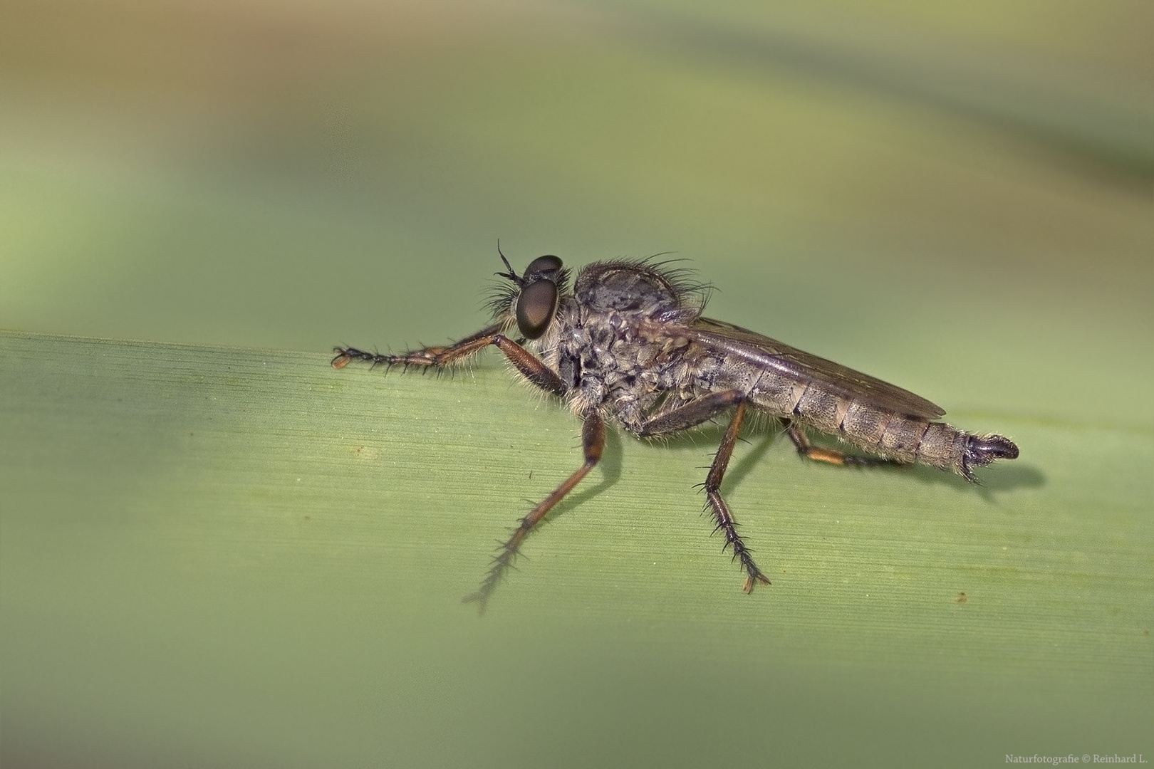 Projekt " Insekten in unserem Garten " :  Gemeine Raubfliege