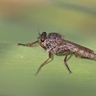 Projekt " Insekten in unserem Garten " :  Gemeine Raubfliege