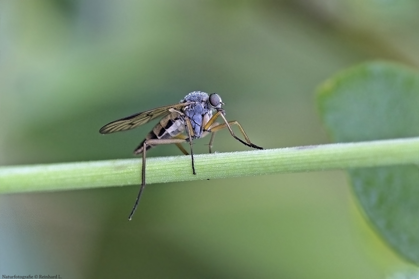 Projekt " Insekten in unserem Garten " :  Gemeine Schnepfenfliege 