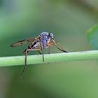 Projekt " Insekten in unserem Garten " :  Gemeine Schnepfenfliege 