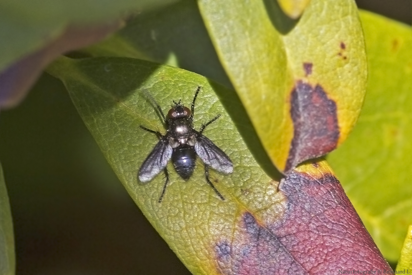  Projekt " Insekten in unserem Garten " : Glänzende Raupenfliege