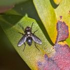  Projekt " Insekten in unserem Garten " : Glänzende Raupenfliege