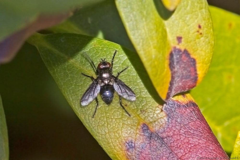Projekt " Insekten in unserem Garten " Glänzende