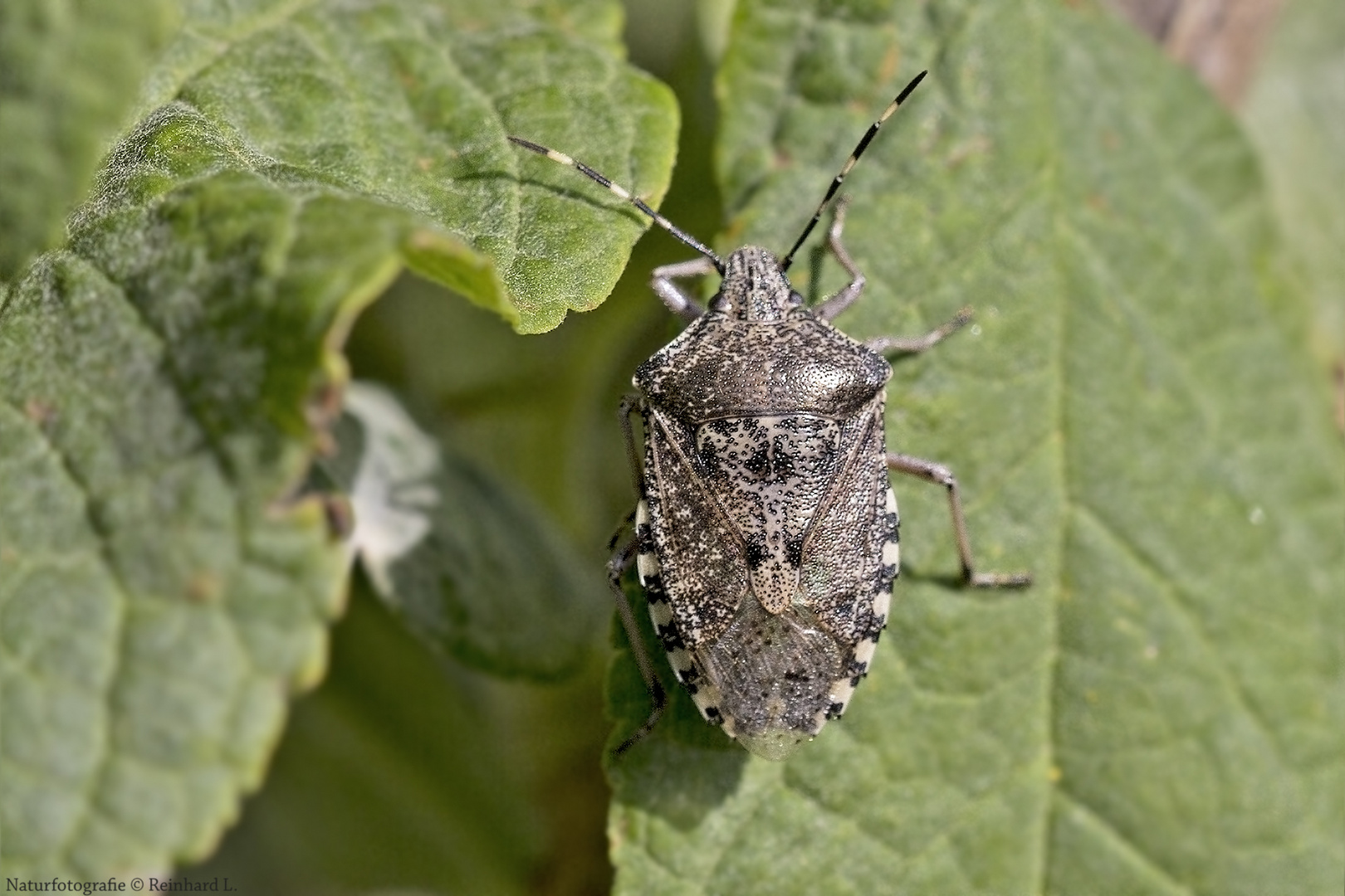  Projekt " Insekten in unserem Garten " : Graue Gartenwanze