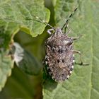  Projekt " Insekten in unserem Garten " : Graue Gartenwanze