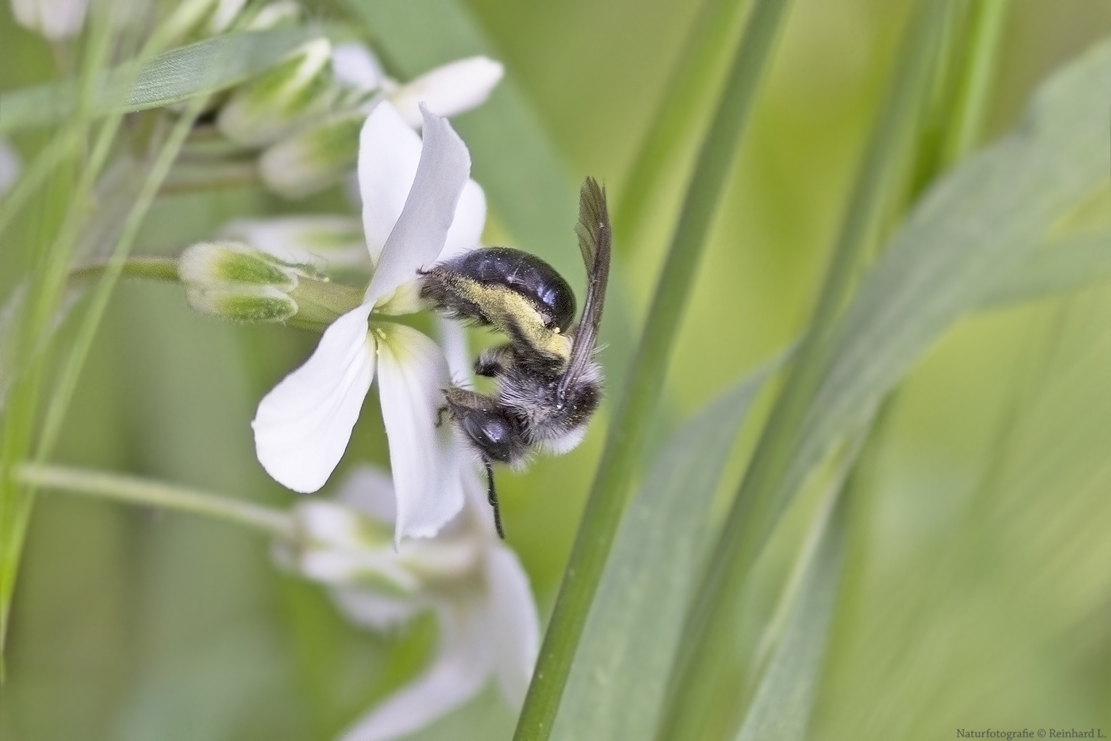  Projekt " Insekten in unserem Garten " :  Graue Sandbiene 