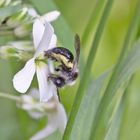  Projekt " Insekten in unserem Garten " :  Graue Sandbiene 