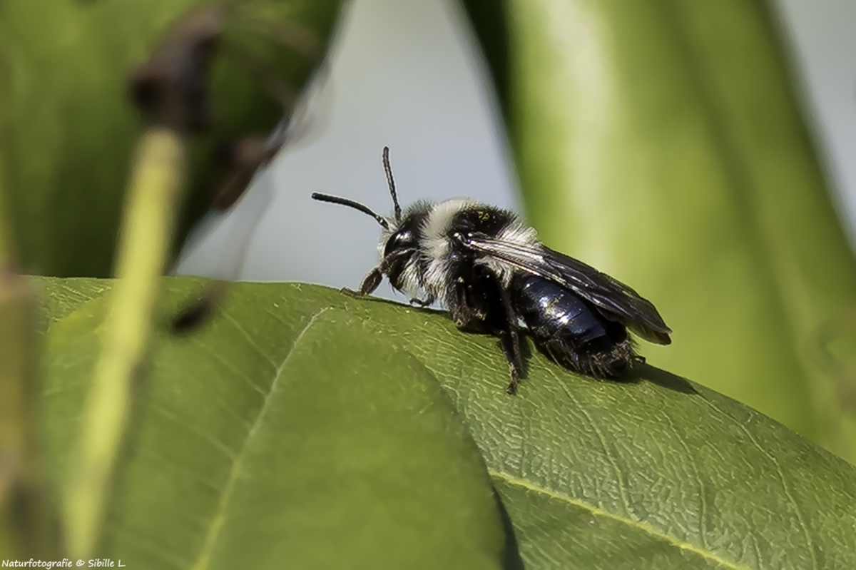 Projekt " Insekten in unserem Garten " Graue Sandbiene (Andrena cineraria)