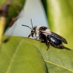 Projekt " Insekten in unserem Garten " Graue Sandbiene (Andrena cineraria)