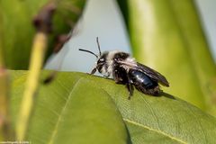 Projekt " Insekten in unserem Garten " Graue Sandbiene (Andrena cineraria)