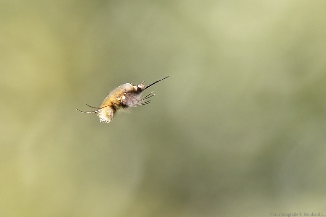  Projekt " Insekten in unserem Garten " : Großer Wollschweber 