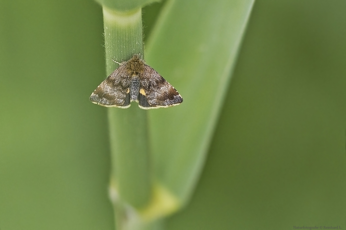  Projekt " Insekten in unserem Garten " :  Hornkraut-Tageulchen