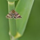  Projekt " Insekten in unserem Garten " :  Hornkraut-Tageulchen