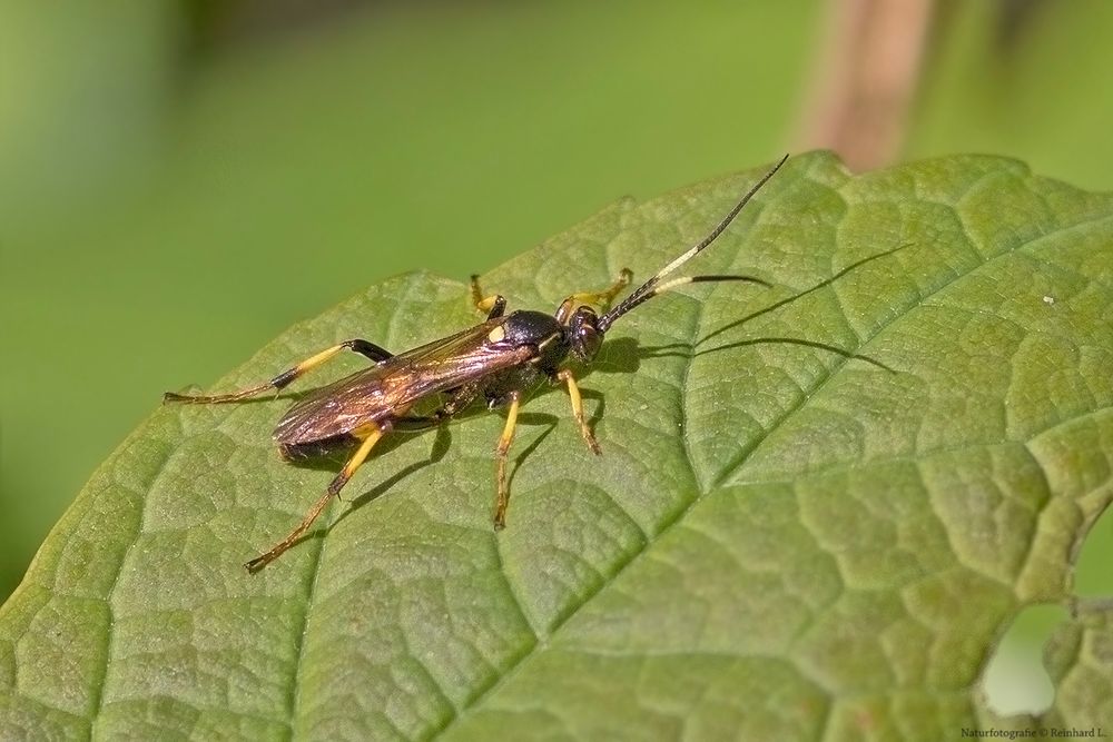 Projekt " Insekten in unserem Garten " Ichneumon