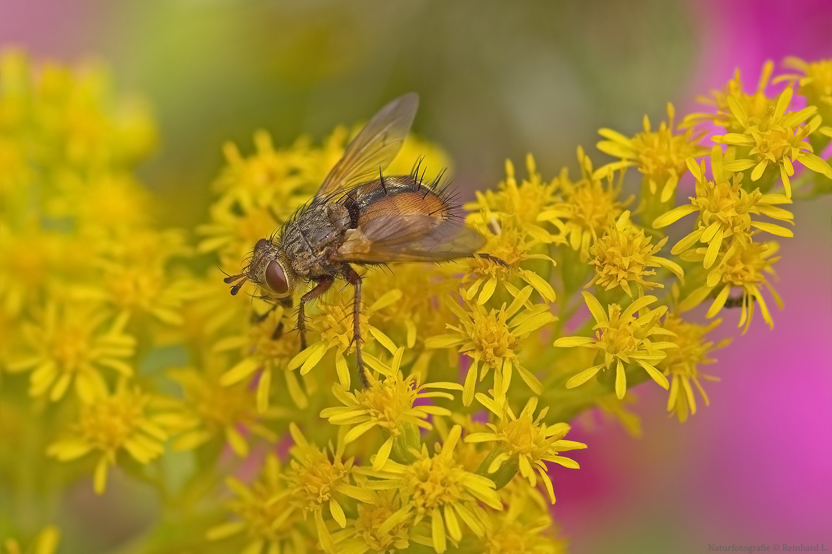 Projekt " Insekten in unserem Garten " Igelfliege Foto & Bild