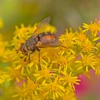  Projekt " Insekten in unserem Garten " : Igelfliege