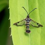 Projekt " Insekten in unserem Garten " Johannisbeer-Glasflügler