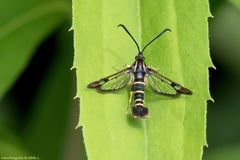 Projekt " Insekten in unserem Garten " Johannisbeer-Glasflügler