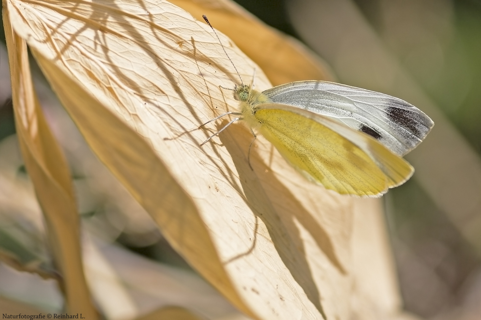 Projekt " Insekten in unserem Garten " :  Karstweißling