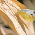 Projekt " Insekten in unserem Garten " :  Karstweißling