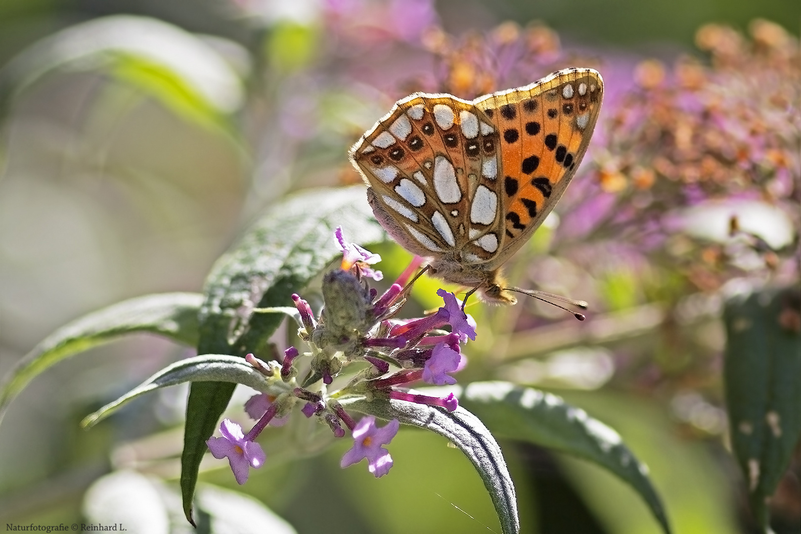  Projekt " Insekten in unserem Garten " : Kleiner Perlmutterfalter