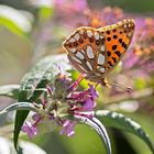  Projekt " Insekten in unserem Garten " : Kleiner Perlmutterfalter