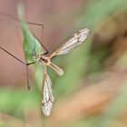 Projekt " Insekten in unserem Garten " : Kohlschnake