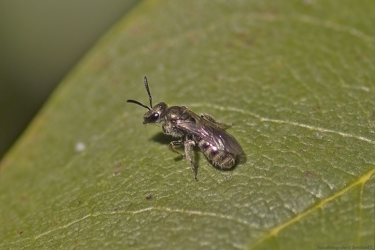 Projekt " Insekten in unserem Garten " Lasioglossum spec