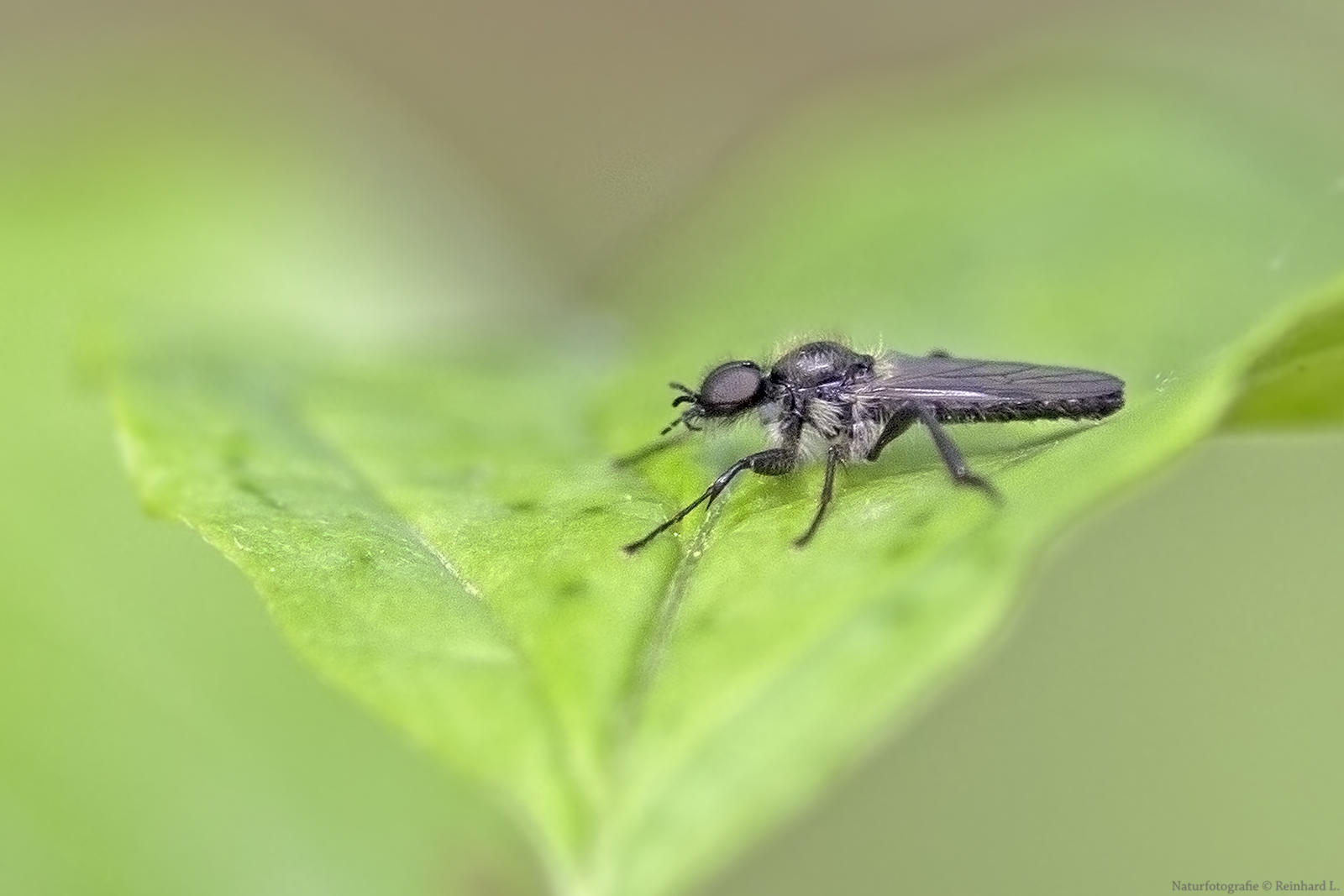 Projekt " Insekten in unserem Garten " Märzfliege Foto